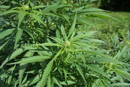 A mature Cannabis sativa plant in the field, photographed by Chmee2, 2010, CC BY-SA 3.0